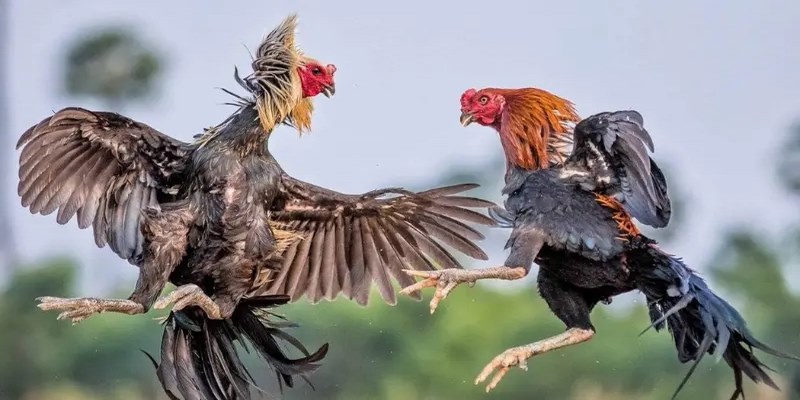Nét độc đáo loại hình đá gà cựa sắt 58win mang lại