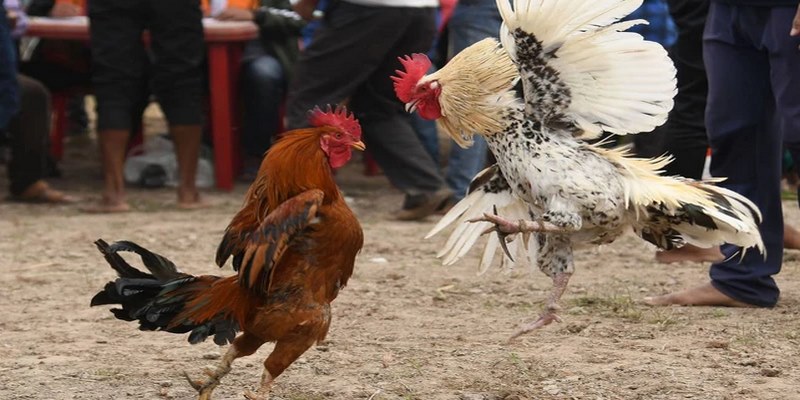 Khám phá điểm độc đáo của đá gà truyền thống